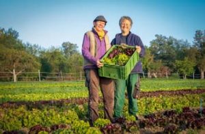 Zwei Frauen mit Ökokiste auf Salatfeld