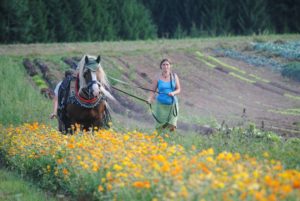 Frau mit Pferd auf Feld