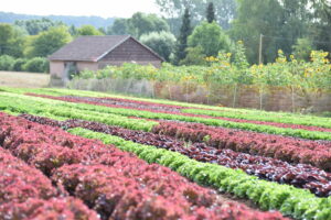 Feld mit roten und grünem Salat