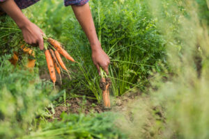 Hände ziehen Karotten aus der Erde